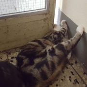 Steckengebliebene Katze von Feuerwehrleuten befreit