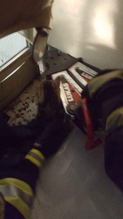 Steckengebliebene Katze von Feuerwehrleuten befreit