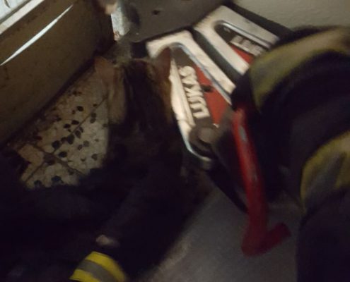 Steckengebliebene Katze von Feuerwehrleuten befreit