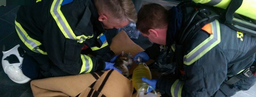 Frau aus brennender Wohnung gerettet, Katze wiederbelebt
