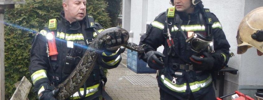 Würgeschlange und Kaninchen bei Kellerbrand gerettet