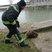 Feuerwehrmänner retten verletzten Biber