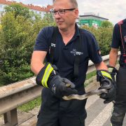 Schlange im Auto - Schreck für Kinder während der Fahrt