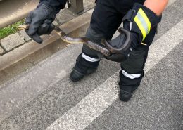 Schlange im Auto - Schreck für Kinder während der Fahrt