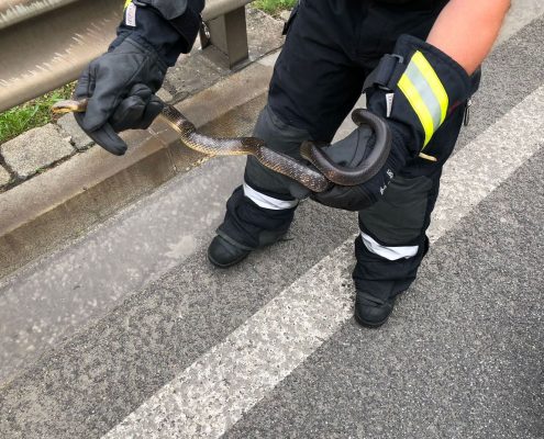 Schlange im Auto - Schreck für Kinder während der Fahrt