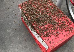 Bienenschwarm besetzt Fahrradabstellplatz