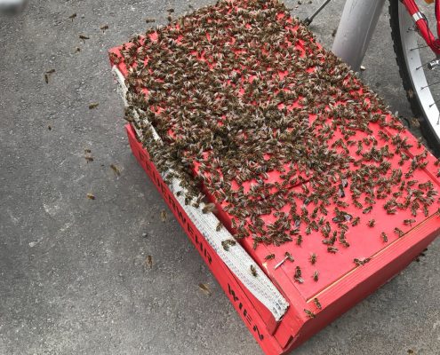 Bienenschwarm besetzt Fahrradabstellplatz