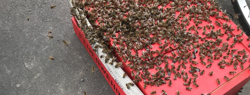 Bienenschwarm besetzt Fahrradabstellplatz