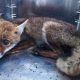 Berufsfeuerwehr Wien retten Fuchs und Hund
