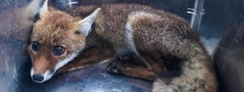 Berufsfeuerwehr Wien retten Fuchs und Hund