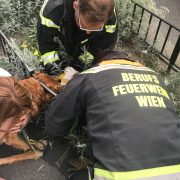 Berufsfeuerwehr Wien retten Fuchs und Hund