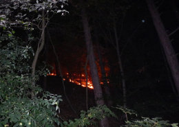 Nächtlicher Waldbrand im Grenzgebiet Wien-Niederösterreich rasch gelöscht