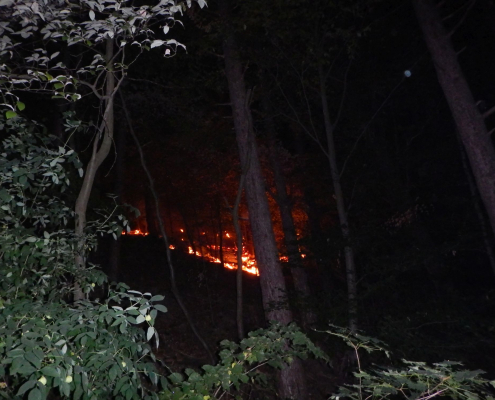 Nächtlicher Waldbrand im Grenzgebiet Wien-Niederösterreich rasch gelöscht