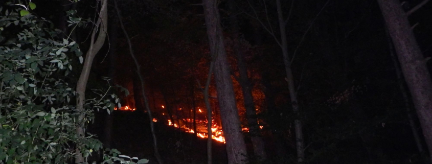 Nächtlicher Waldbrand im Grenzgebiet Wien-Niederösterreich rasch gelöscht