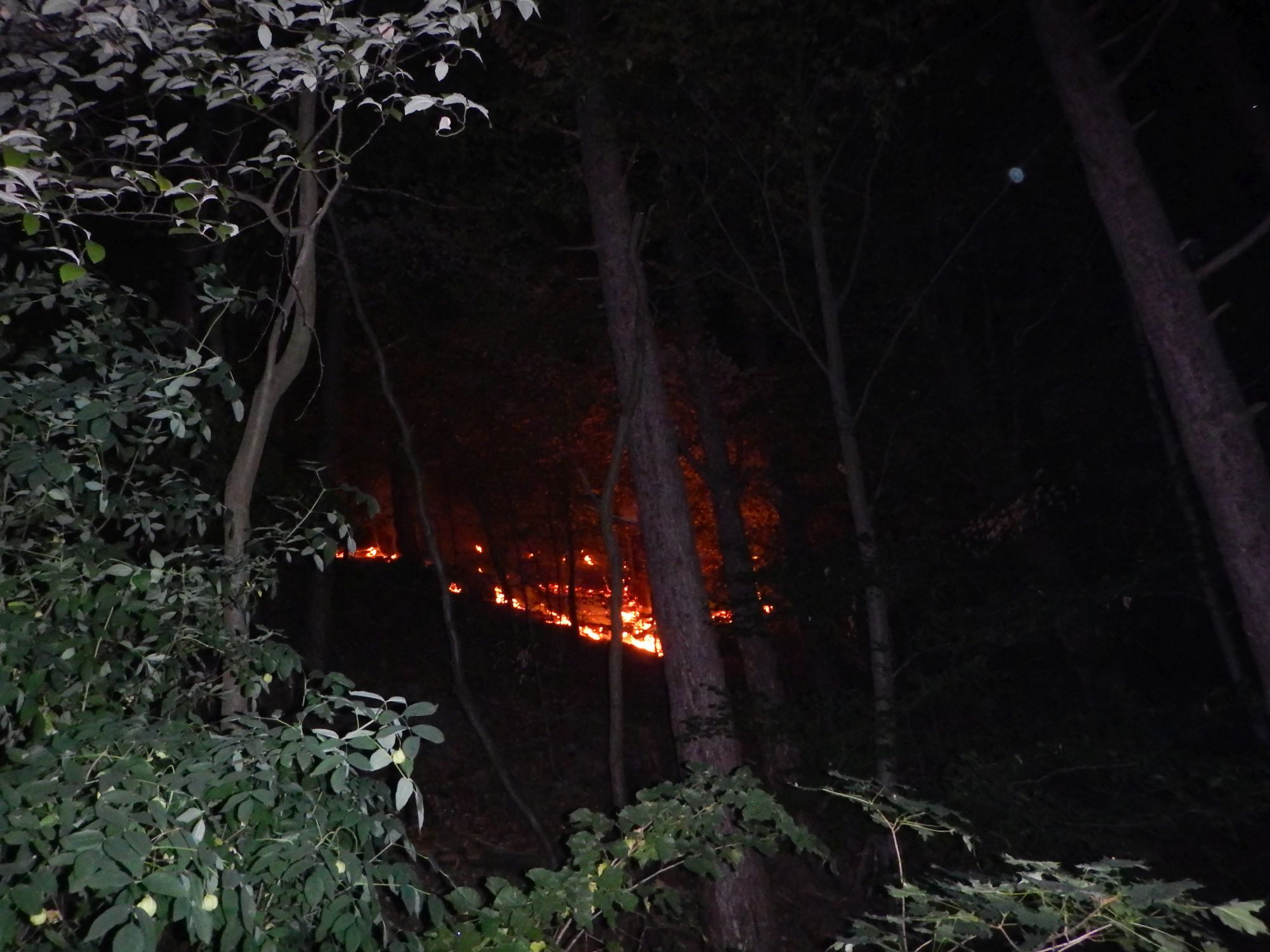 Nachtlicher Waldbrand Im Grenzgebiet Wien Niederosterreich Rasch Geloscht Obfv
