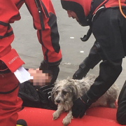 Frau und Hund im Eis eingebrochen - beide gerettet