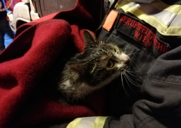Mann und Katze aus brennender Wohnung gerette