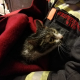 Mann und Katze aus brennender Wohnung gerette