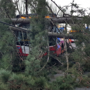 Linienbus kollidiert mit umstürzendem Baum – zwei Verletzte