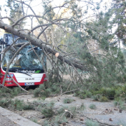 Linienbus kollidiert mit umstürzendem Baum – zwei Verletzte