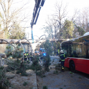 Linienbus kollidiert mit umstürzendem Baum – zwei Verletzte